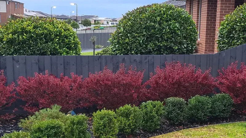 Native Coprosma plant is perfect for Wellington gardens